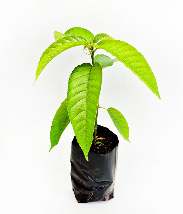 Iroco-Africano-Muda-Folha-de-Orixa