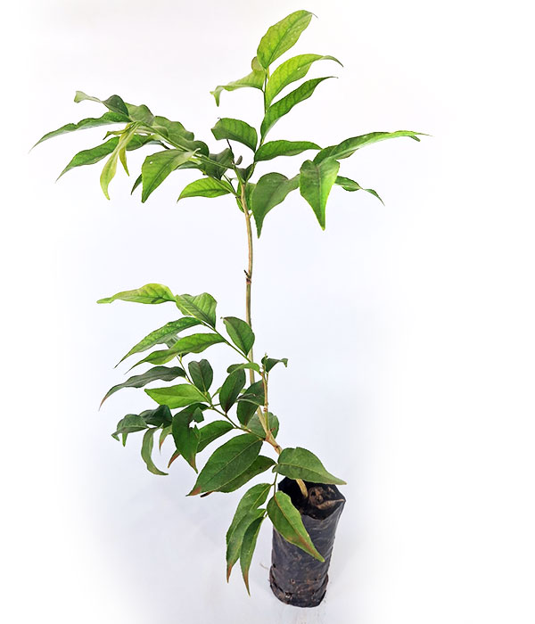 São Gonçalinho Folha de Orixá