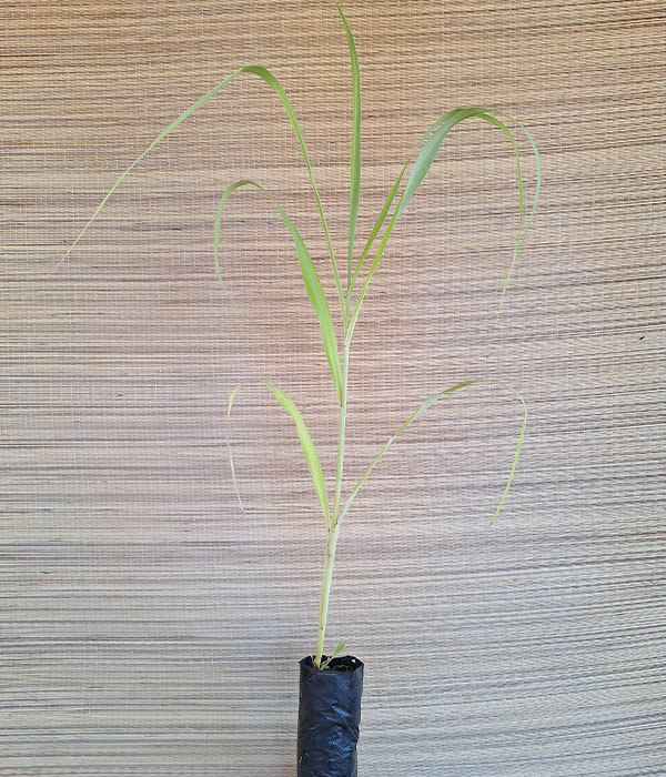 Capim saco saco Folha de Orixa