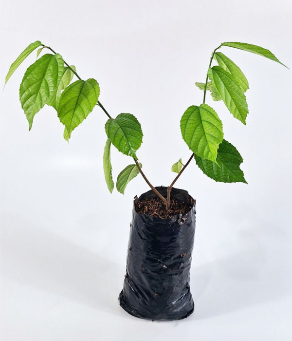 Atorí africano Folha de Orixa