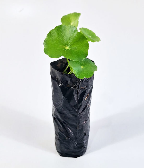 Erva capitão, acariçoba, chapéu-de-cobra, abébé Folha de Orixá