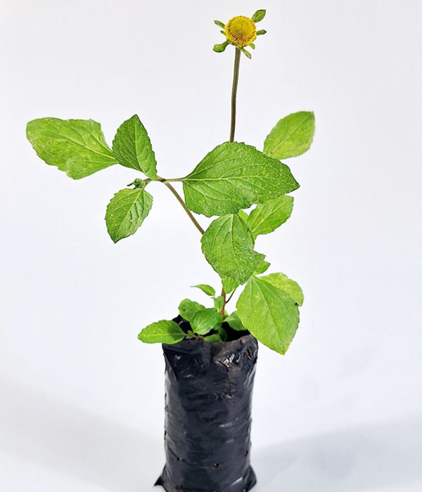 Oripepe Folha de Orixa