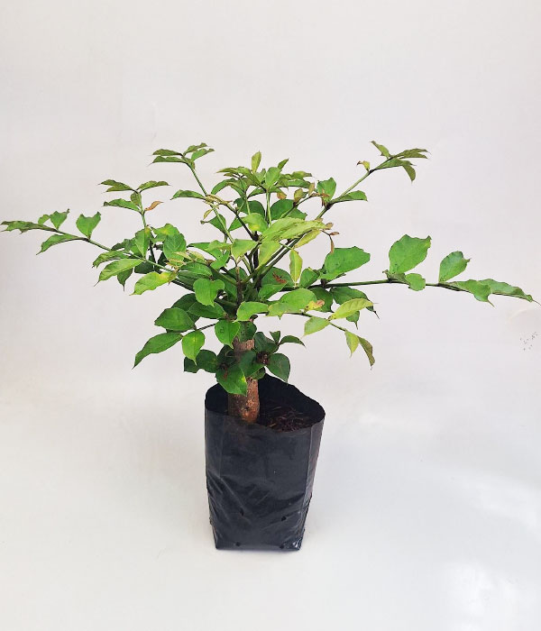 Akoko-Folha-de-Orixa